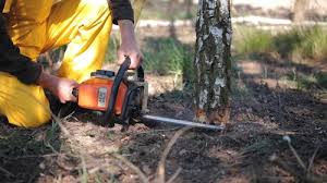 Best Tree Risk Assessment  in Charleston, IL